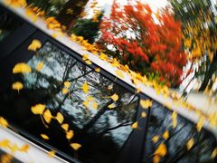 -三里屯东五街银杏大道
