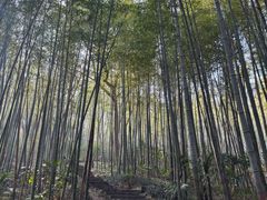 -镇江市南山风景名胜区竹林景区