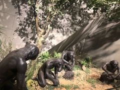 -北京周口店北京人遗址博物馆