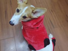 -伟伟宠物医院·CT影像中心·瑞派犬猫综合性门诊(汉口总院)