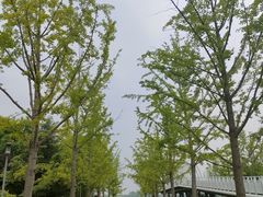 -大兴滨河森林公园