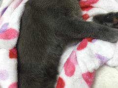 -达爱动物医院·犬猫分区·CT·复杂眼科(远洋山水分院)