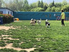 -趣玩宠物乐园寄养训犬训狗游泳池
