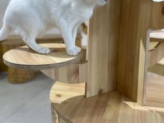 -Heymao猫咖.咖啡厅(东门店)