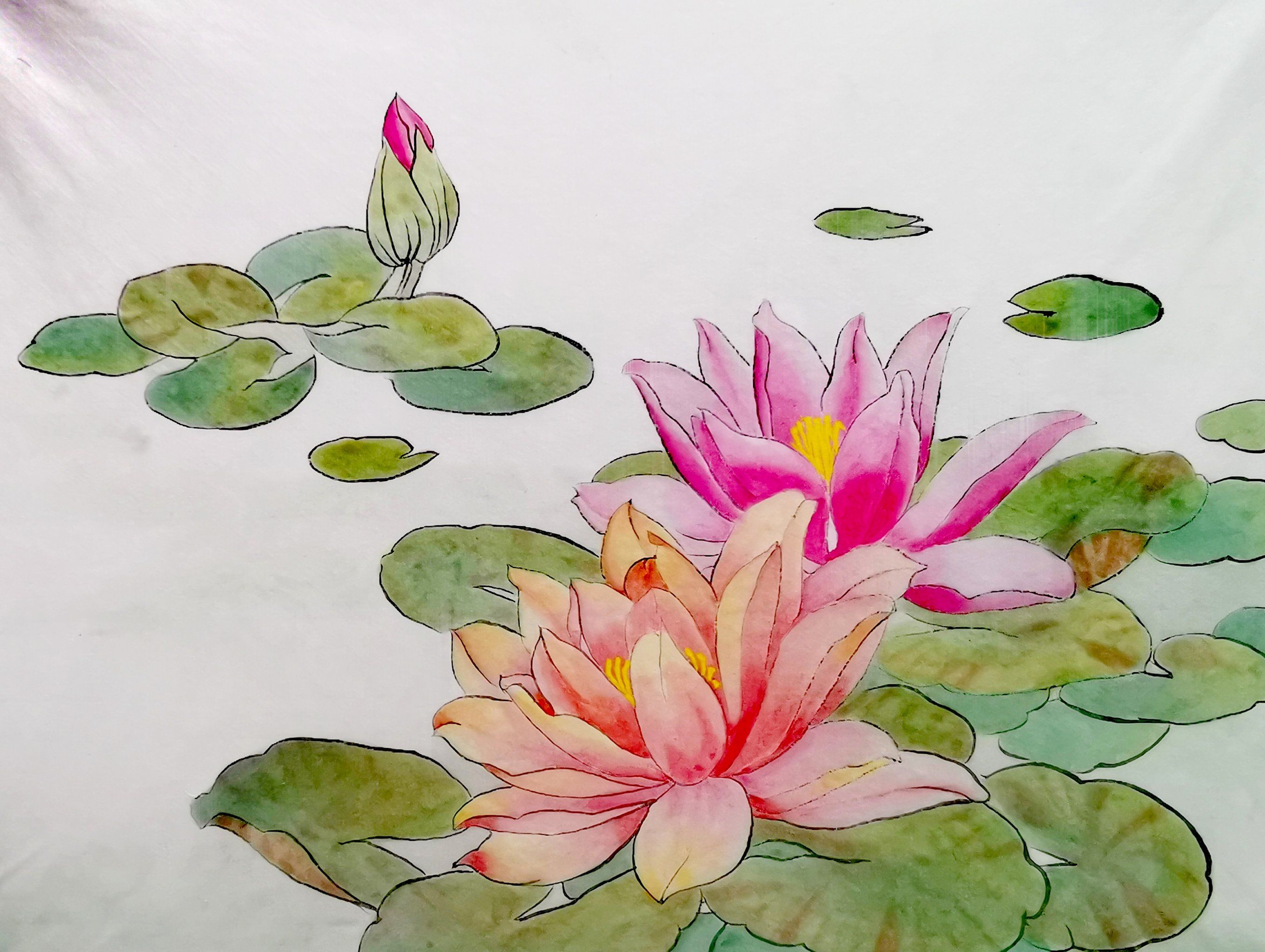 手绘睡莲花开的日子