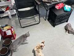 -琪喵猫屋·撸猫猫咖·猫舍