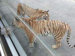 -西安秦岭野生动物园