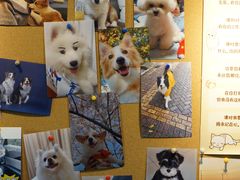 -翊宠yipet猫狗购宠庄园犬舍•猫舍