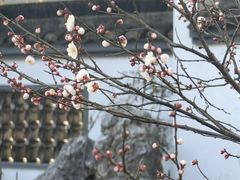 -无锡梅园公园