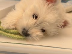 -翊宠yipet猫狗购宠庄园犬舍•猫舍