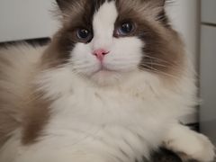-芭比堂动物医院·犬猫全科·异宠专科(雁塔分院)