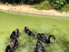 -武汉紫薇都市田园