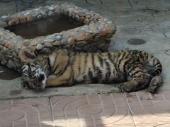 -西霞口神雕山野生动物世界