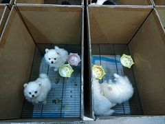 -唐小姐の私宠·宠物洗护美容·撸猫馆·购宠(周浦万达旗舰店)