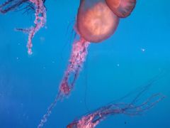 -太平洋海底世界