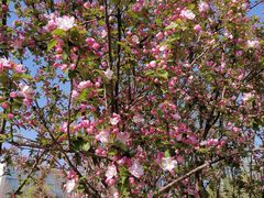 -大兴滨河森林公园