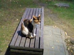 -泰州凤城河风景区-泰山公园