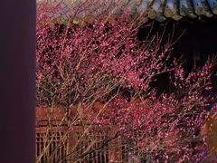 -慧因高丽寺