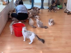 -momokira米努特·德文卷毛猫·棉花面纱犬