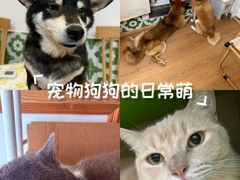 -是阿柴呀！柴犬咖啡·爱喵喵猫咖