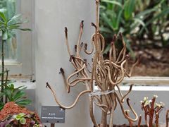 -深圳市中科院仙湖植物园