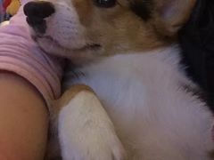 -爱侣宠医·鹦鹉专科·小型哺乳类·异宠专科(灵石路店)