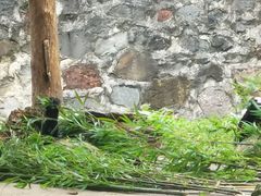-都江堰中华大熊猫苑
