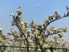 -树山生态村