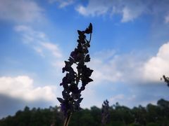 -南国桃园旅游度假区