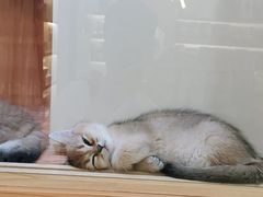 -钦宠·猫咪售卖·洗护·寄养(东圃旗舰店)