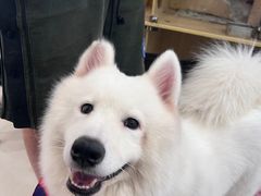 -共舞时光猫咖·狗咖(新街口店)