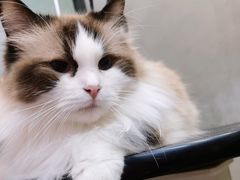 -PETKIT小佩宠物·低压洗护(国顺东路店)