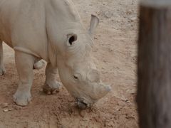 -泉州海丝野生动物世界