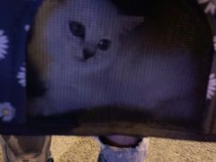 -喵zoo家庭繁育猫舍(尖东智能花园店)