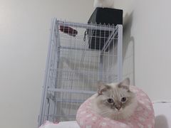 -特一安24小时宠物医院·骨科·中兽医