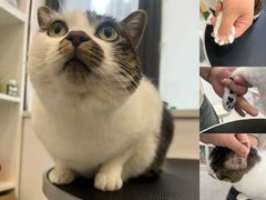 -老吴的猫·猫舍(新区店)