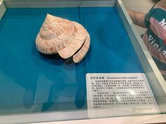 -青岛贝壳博物馆
