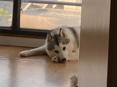 -Husky Go! 哈士奇体验馆·宠物咖啡厅狗咖