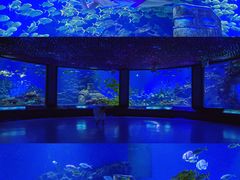 -海合安武汉极地海洋公园