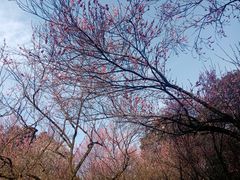 -杭州植物园