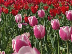 -北京国际鲜花港