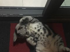 -Bastet sally猫舍购宠(静安店)