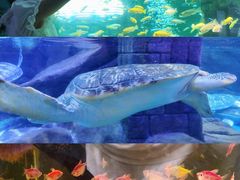 -合肥海洋世界