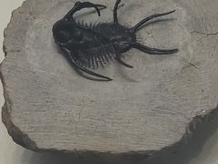 -天津自然博物馆