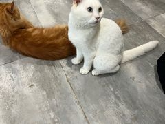 -楼上猫咖(罗湖店)