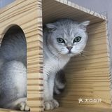 臭脸大哥/臭脸小妹，其实巨粘人