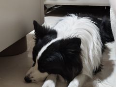 -美联众合动物医院·24h转诊中心