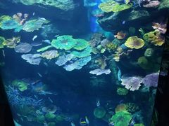 -暹罗海洋世界