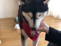 -Husky Go! 哈士奇体验馆·宠物咖啡厅狗咖