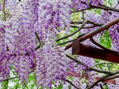 -嘉定紫藤园